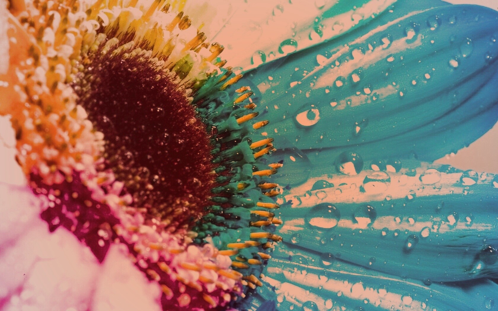 Цветик семицветик обои