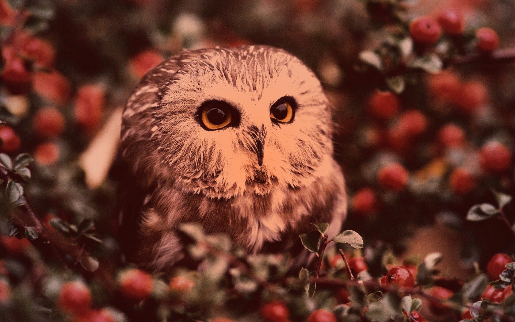Маленькая сова в ягодах обои