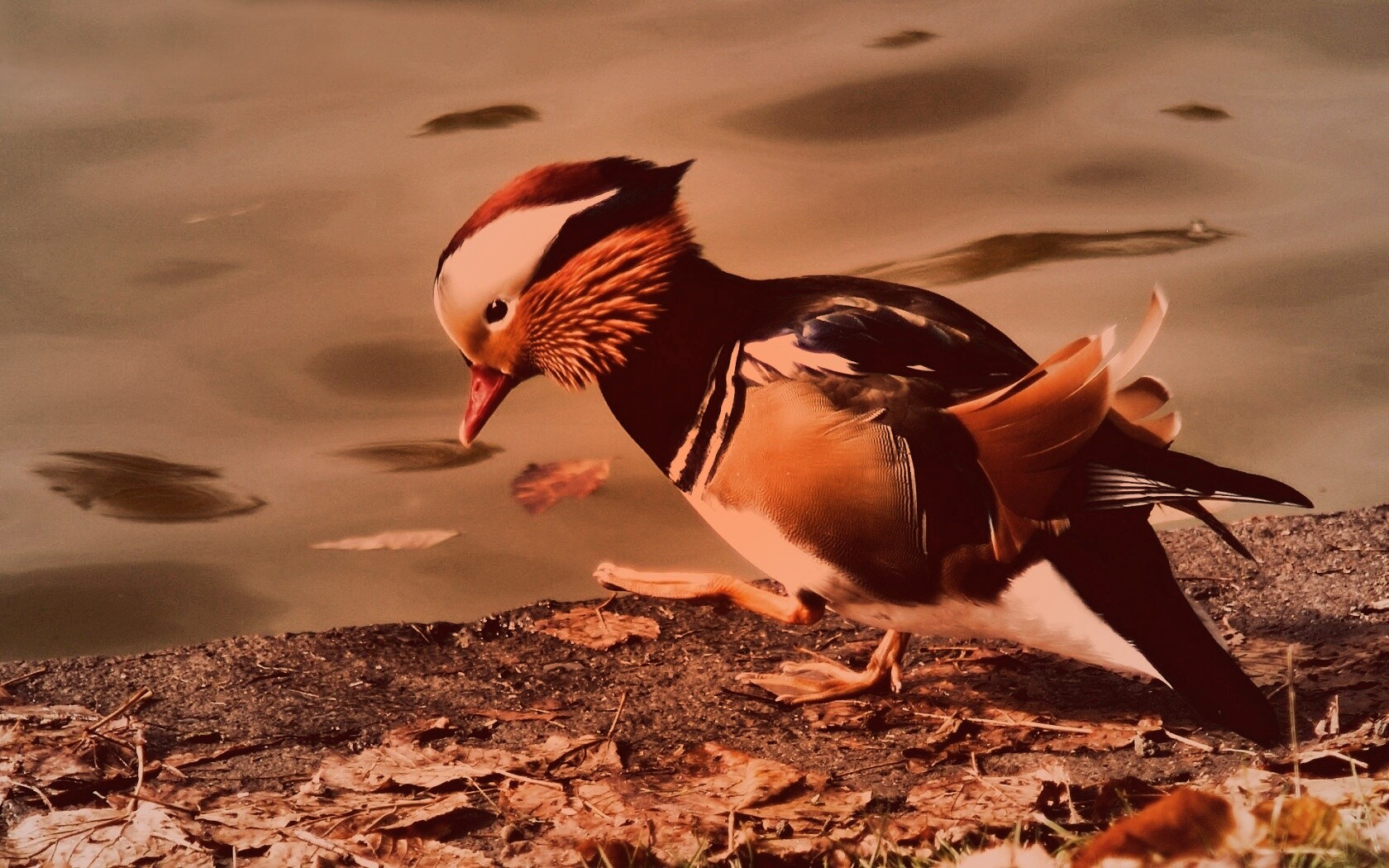 Уточка - мандаринка обои