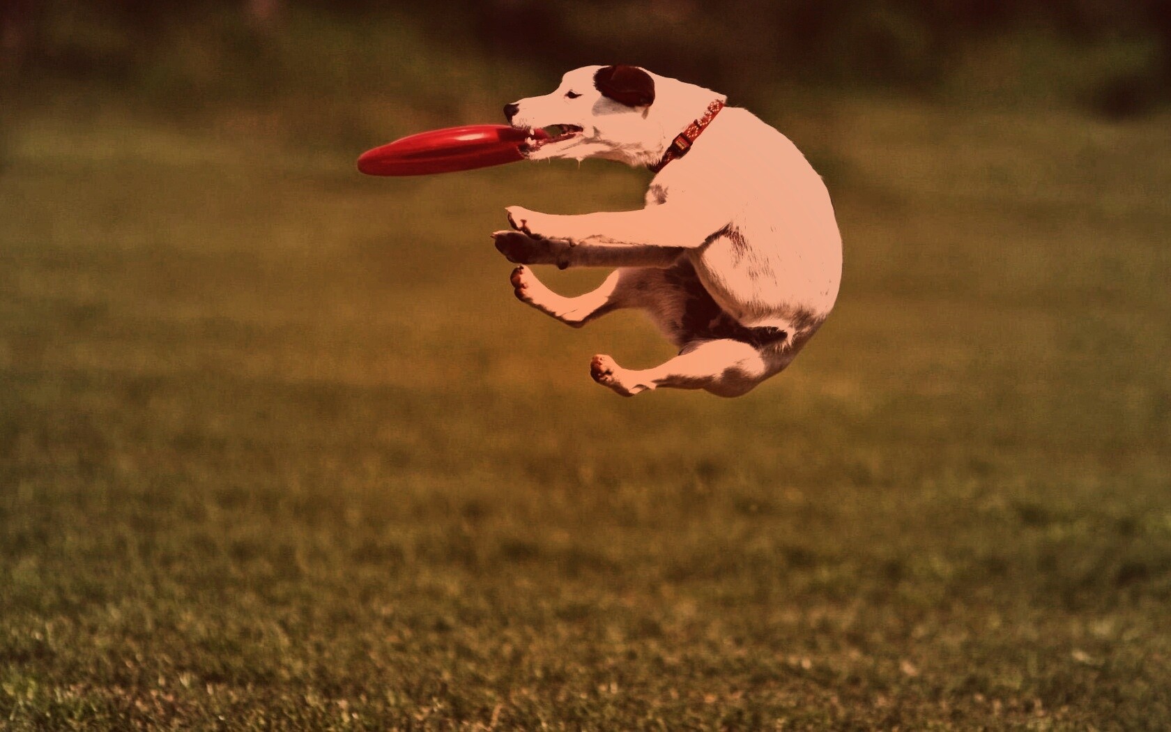 Ловкач обои