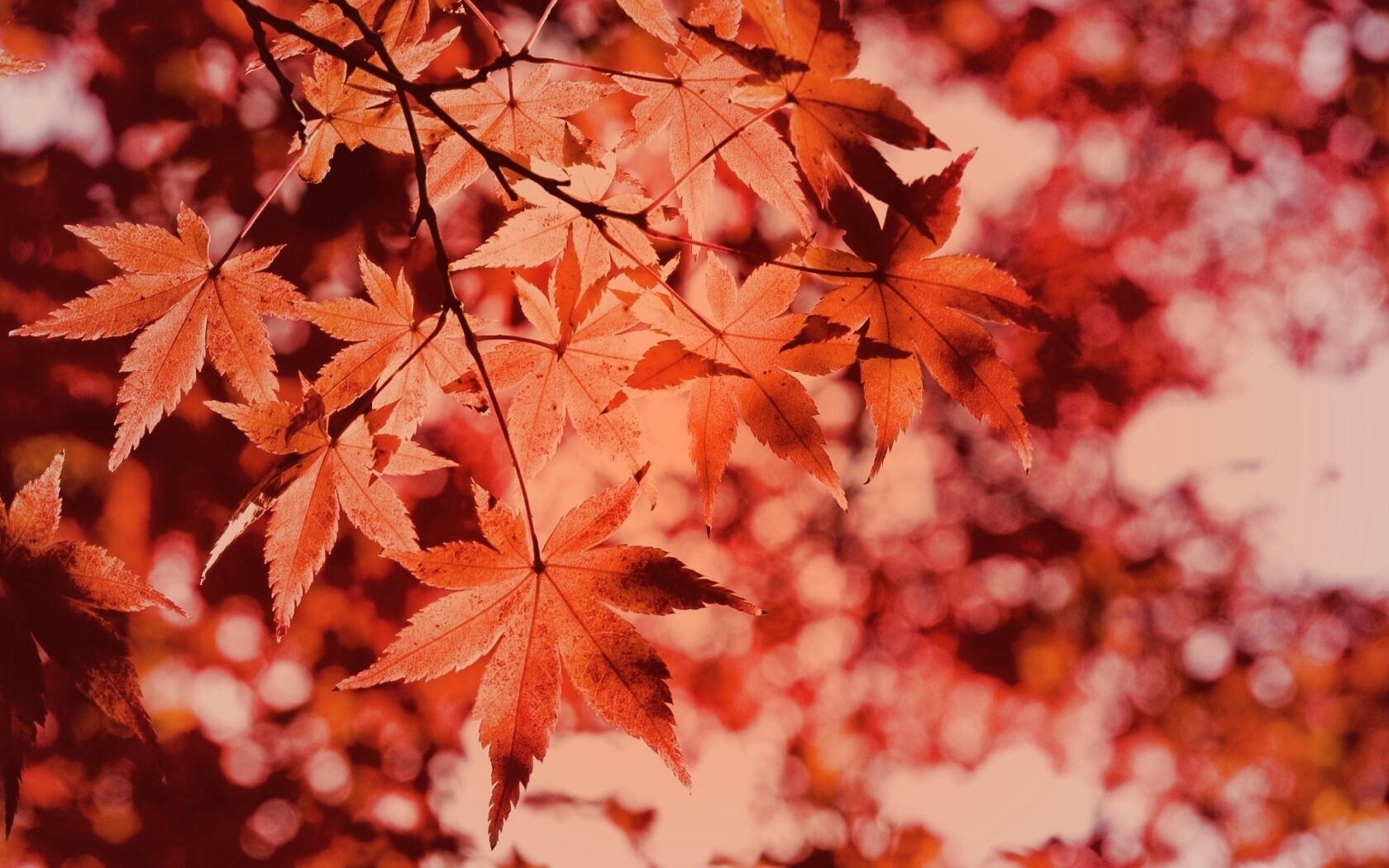 Осенние листья обои