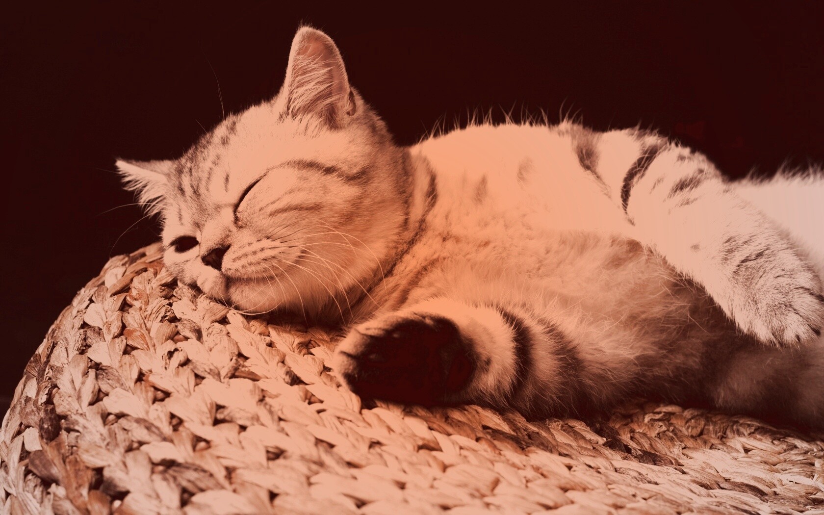 Пушистый кот спит на корзине обои