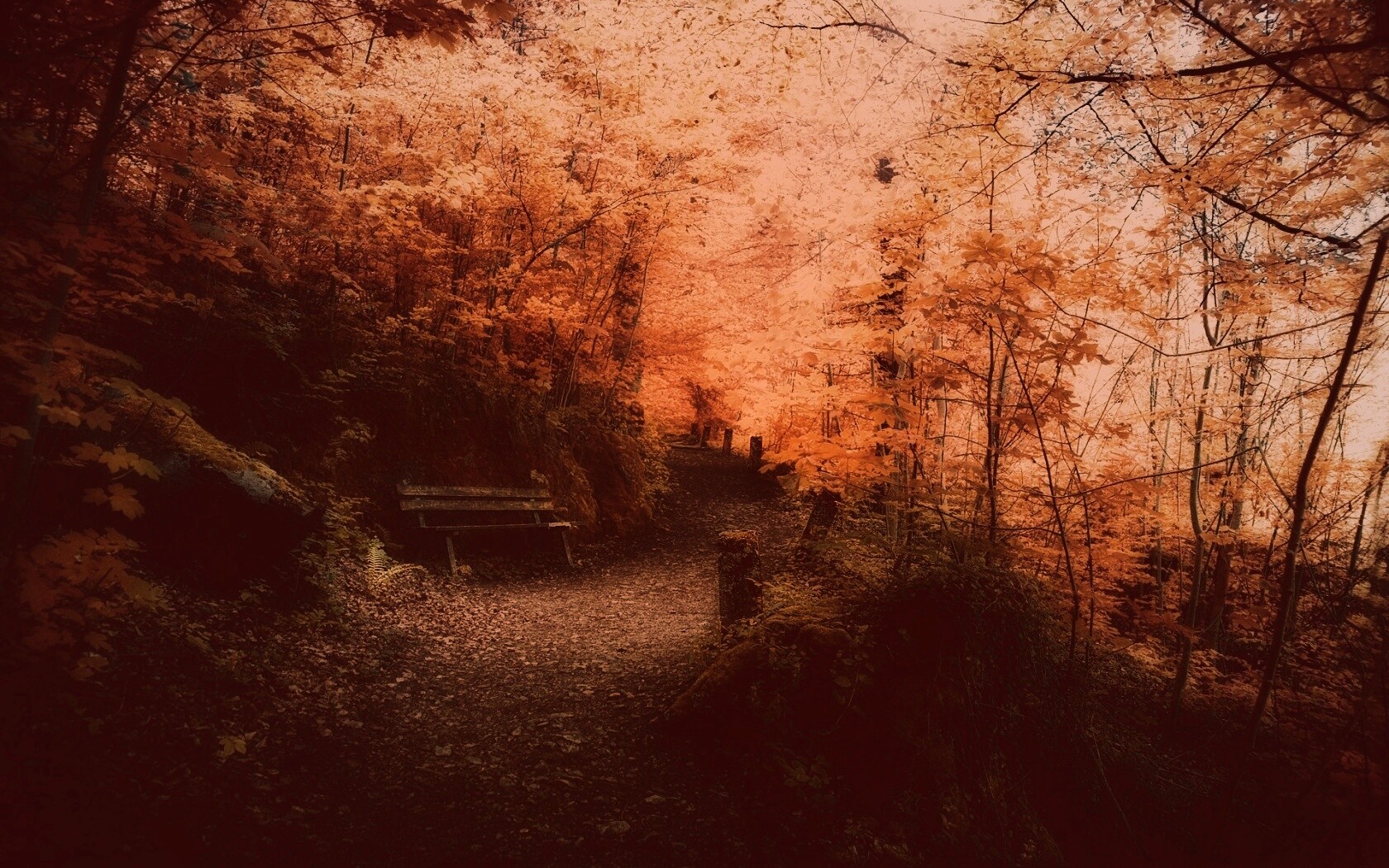 Скамейке в чаще парка обои