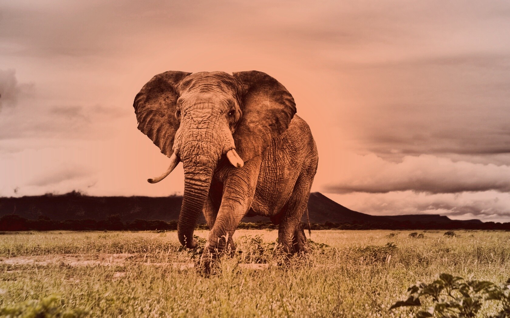 Слон на прогулке обои