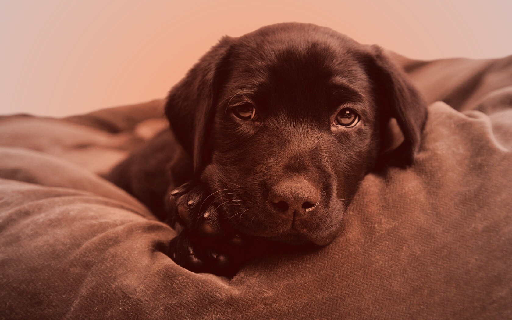 Сонный щенок немецкого поинтера обои