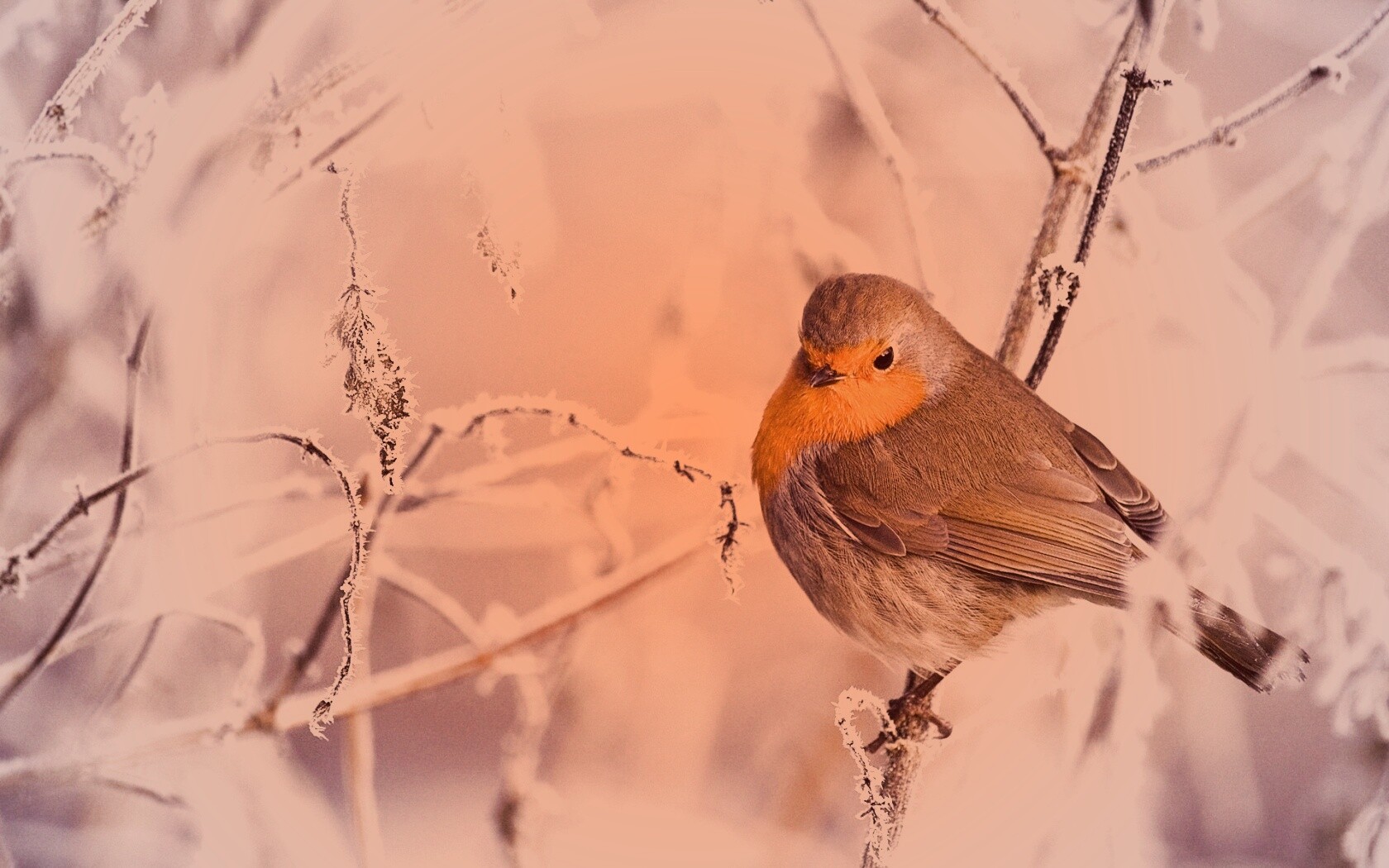 Птичка на ветке обои