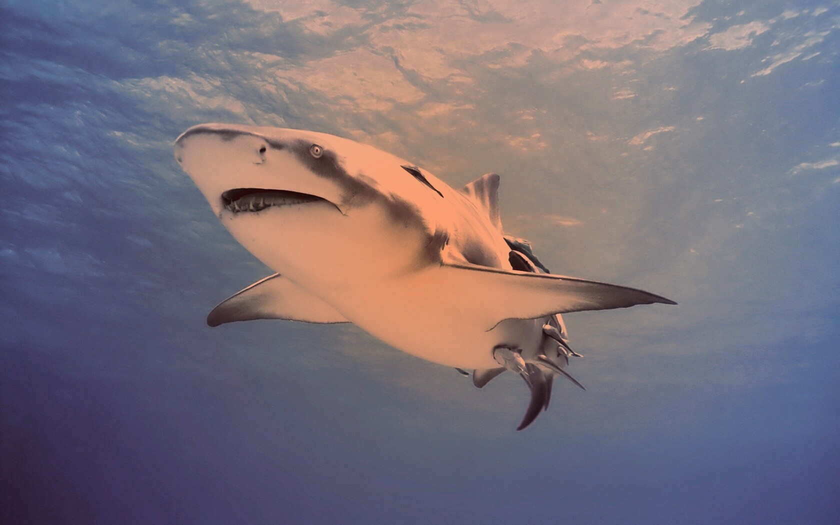 Красивая глубоководная акула обои