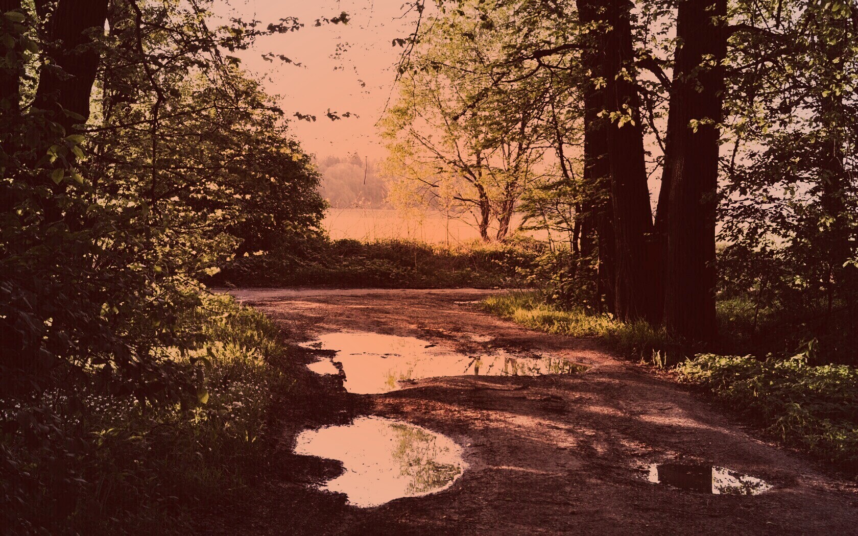 Лесная дорога обои