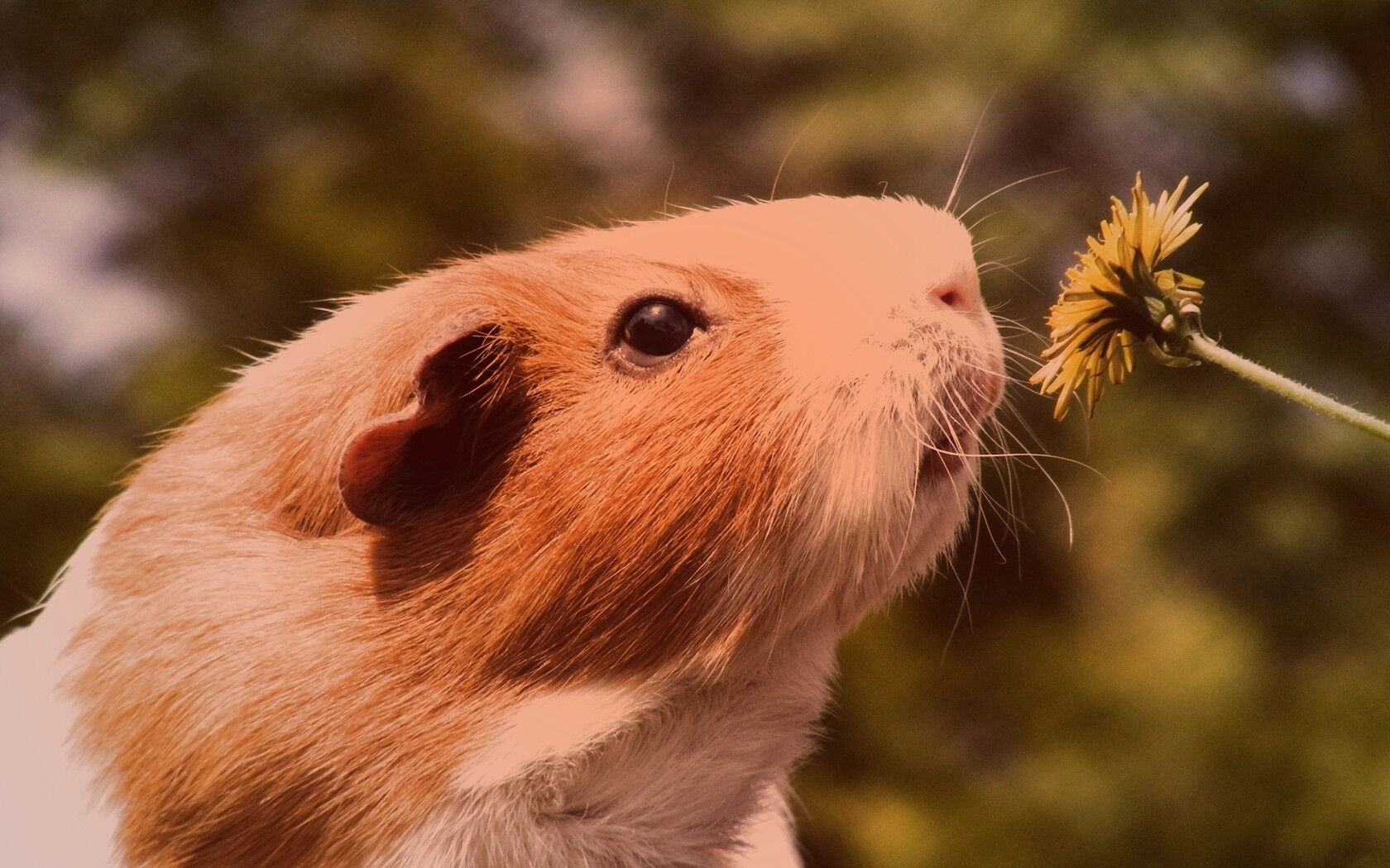 Морская свинка - романтик обои