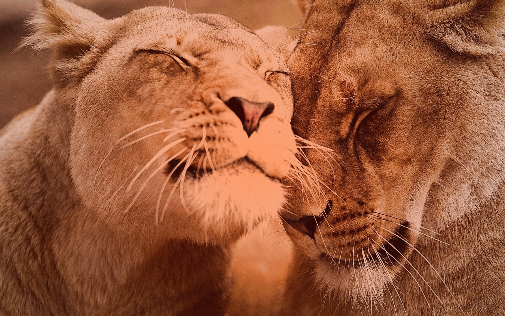 Нежные львы обои