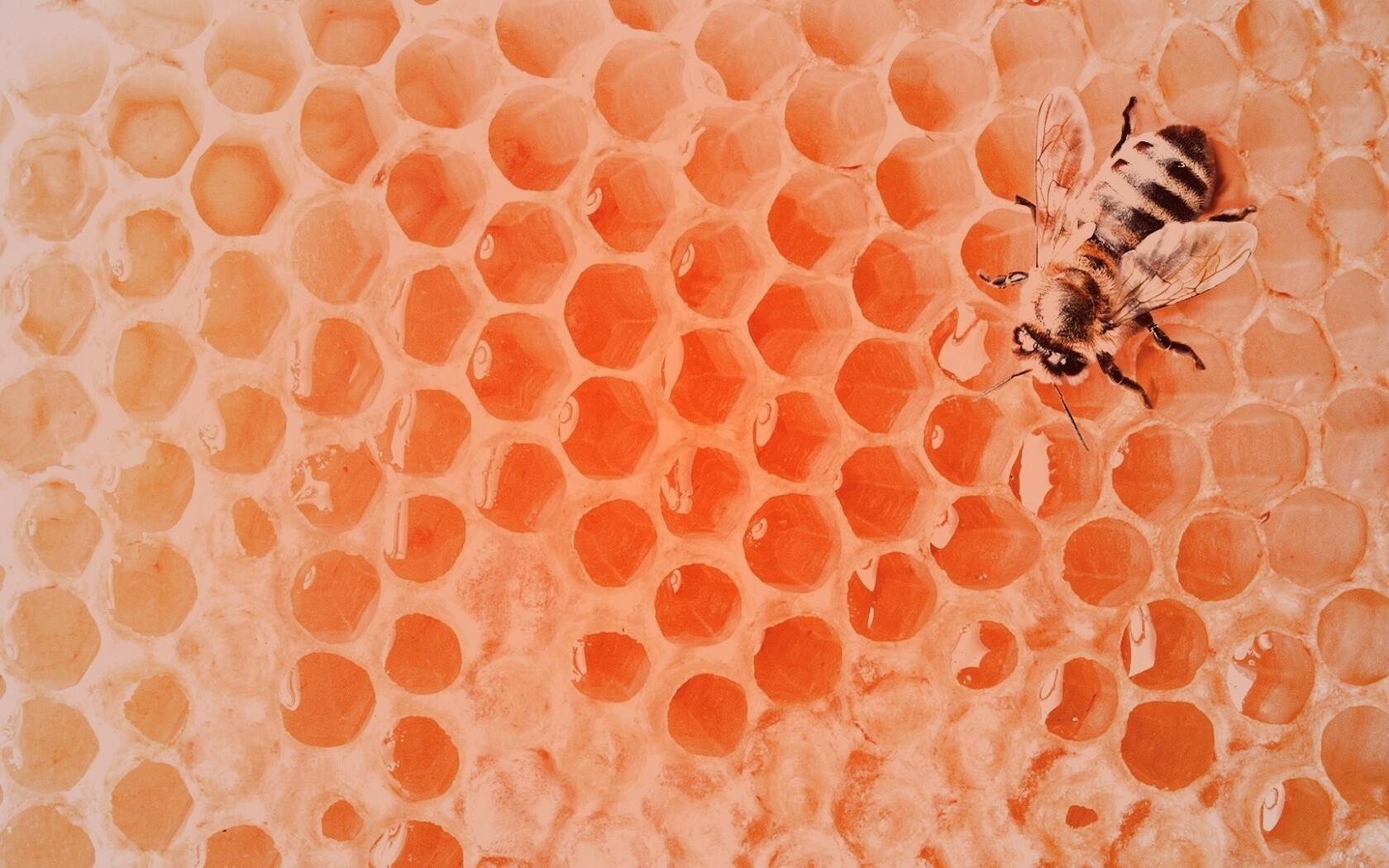 Пчела на сотах с медом обои