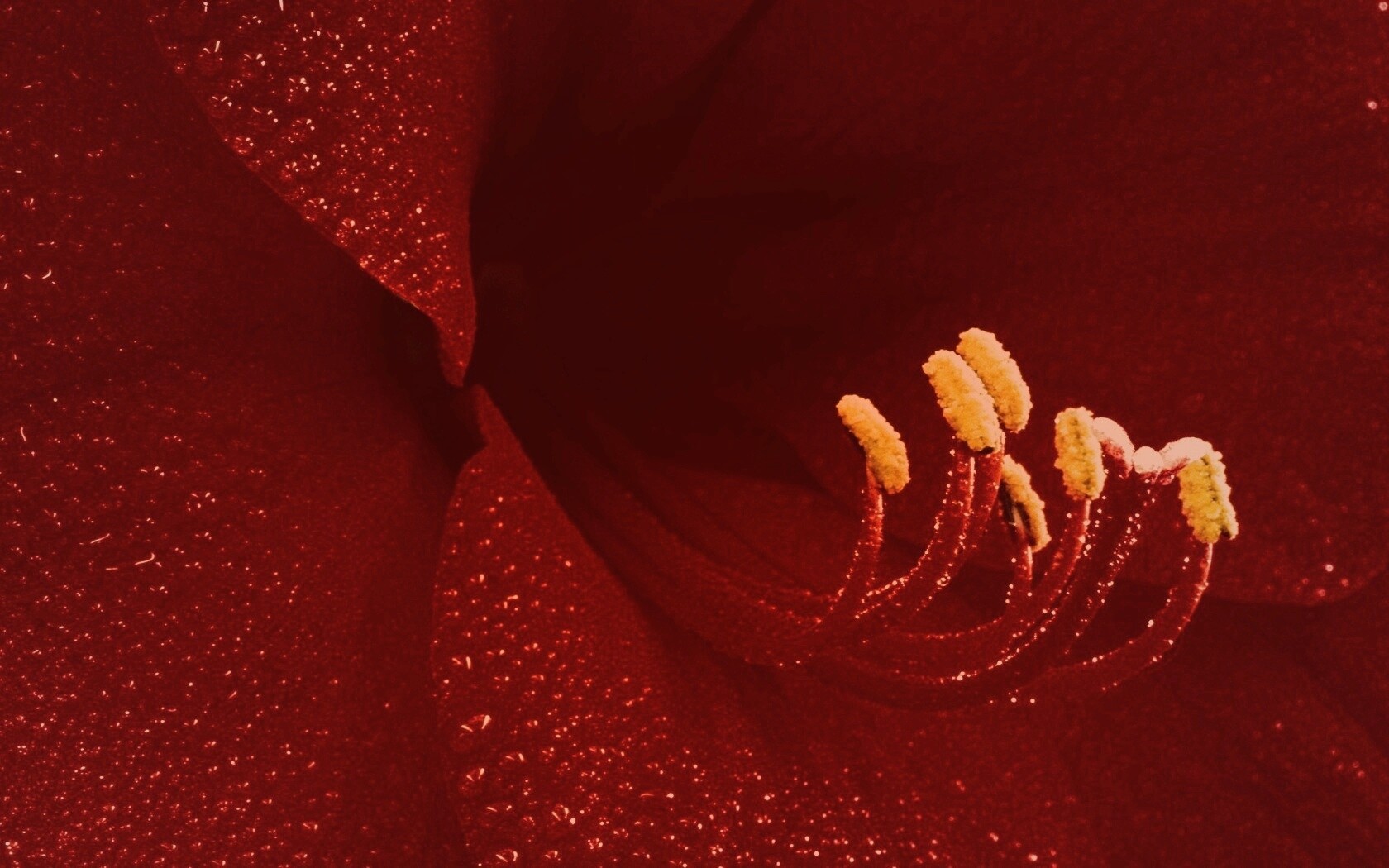 Красная манящая лилия обои