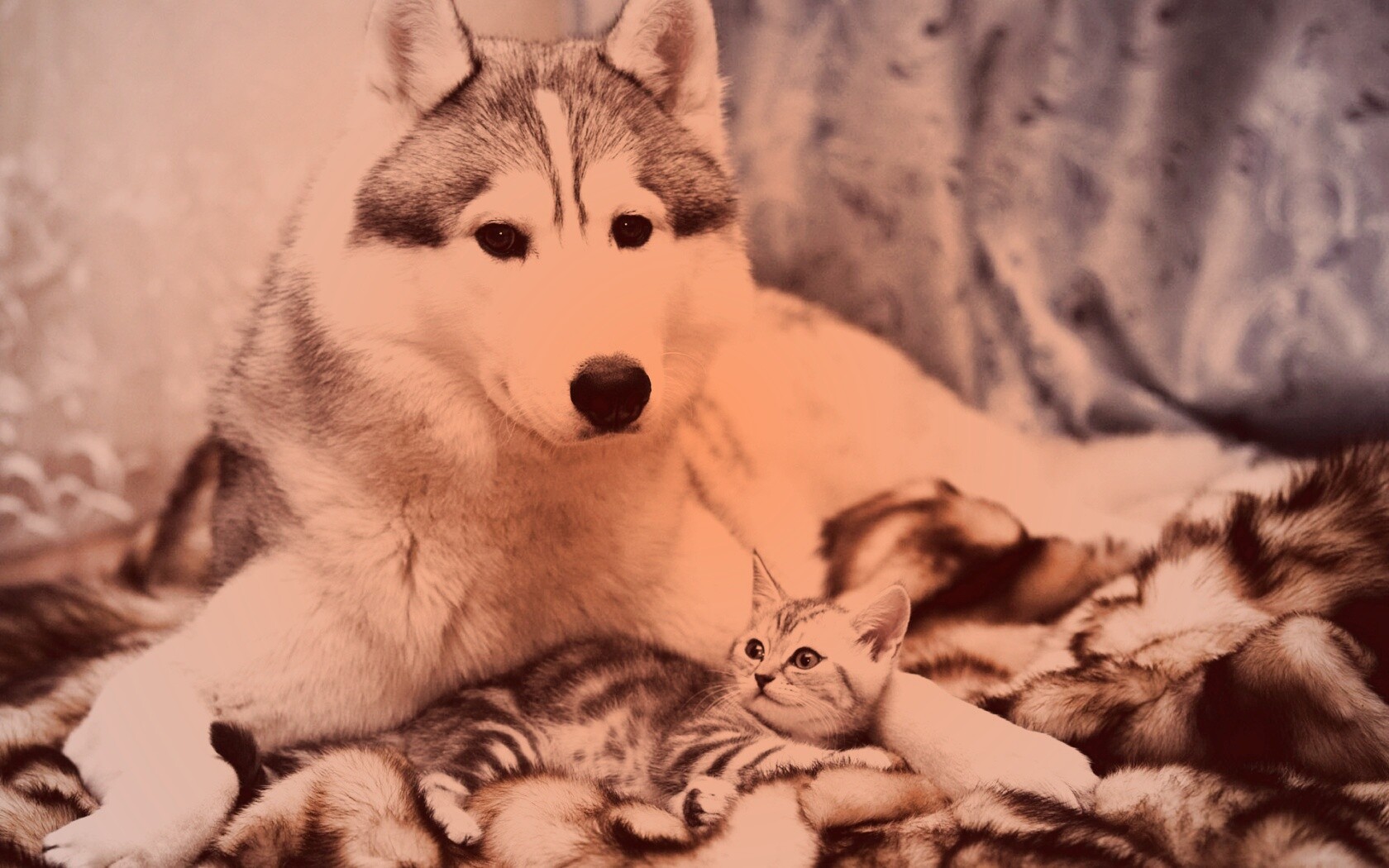 Собака и котенок обои