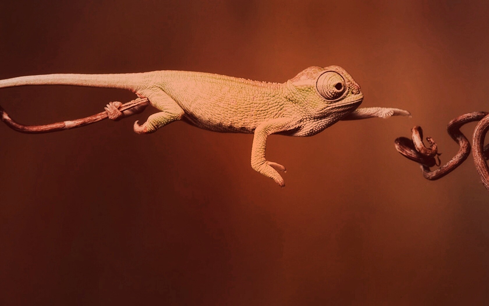 Ящерка тянется к ветке обои