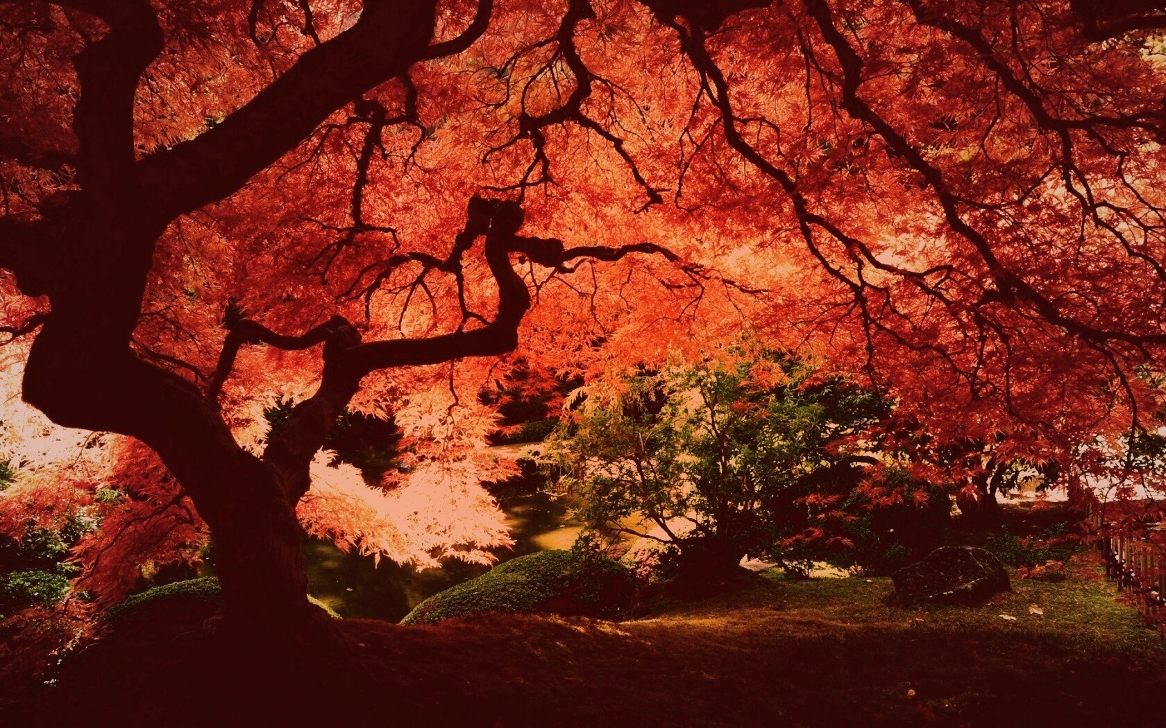 Под оранжевой кроной обои