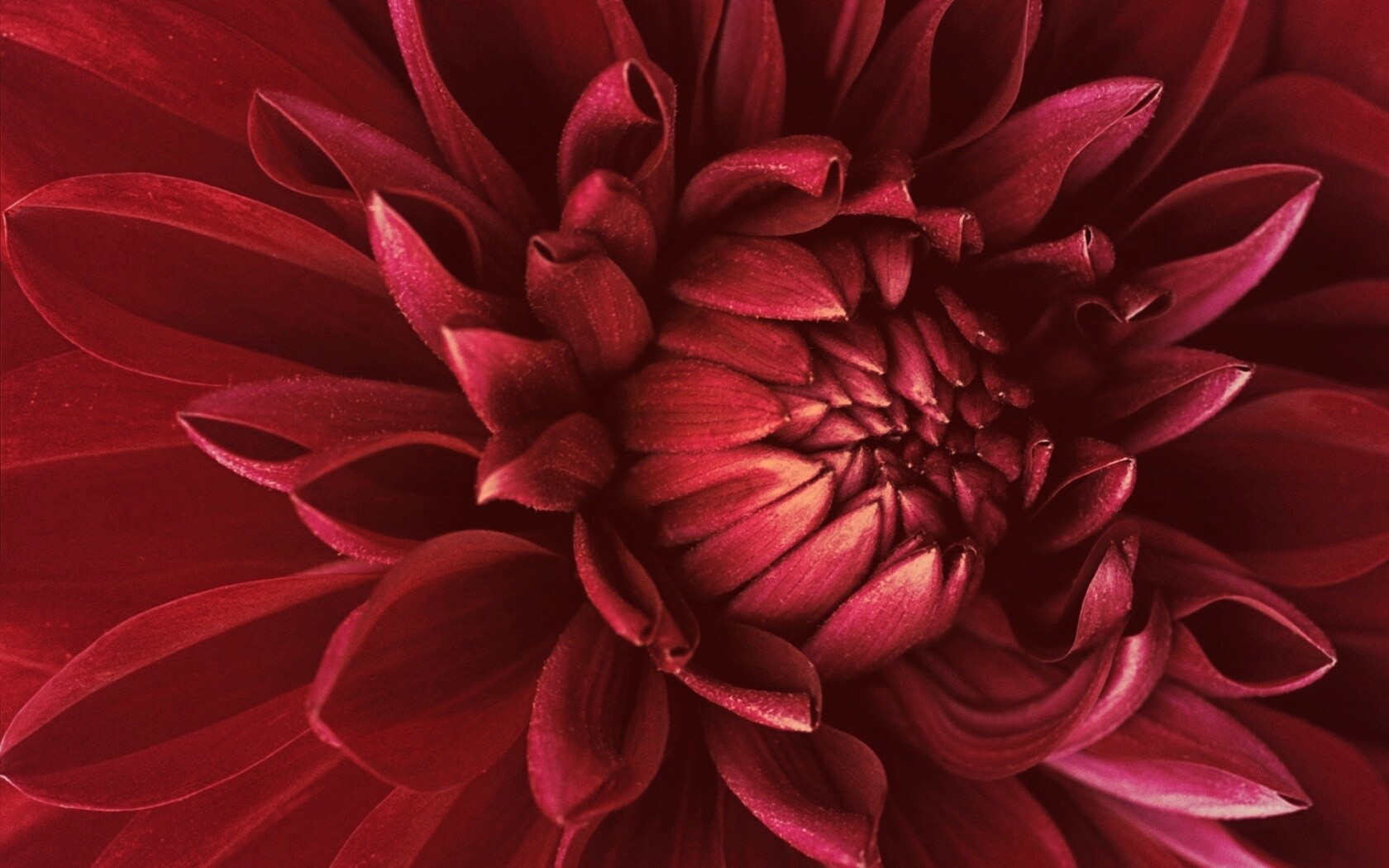 Цветок обои