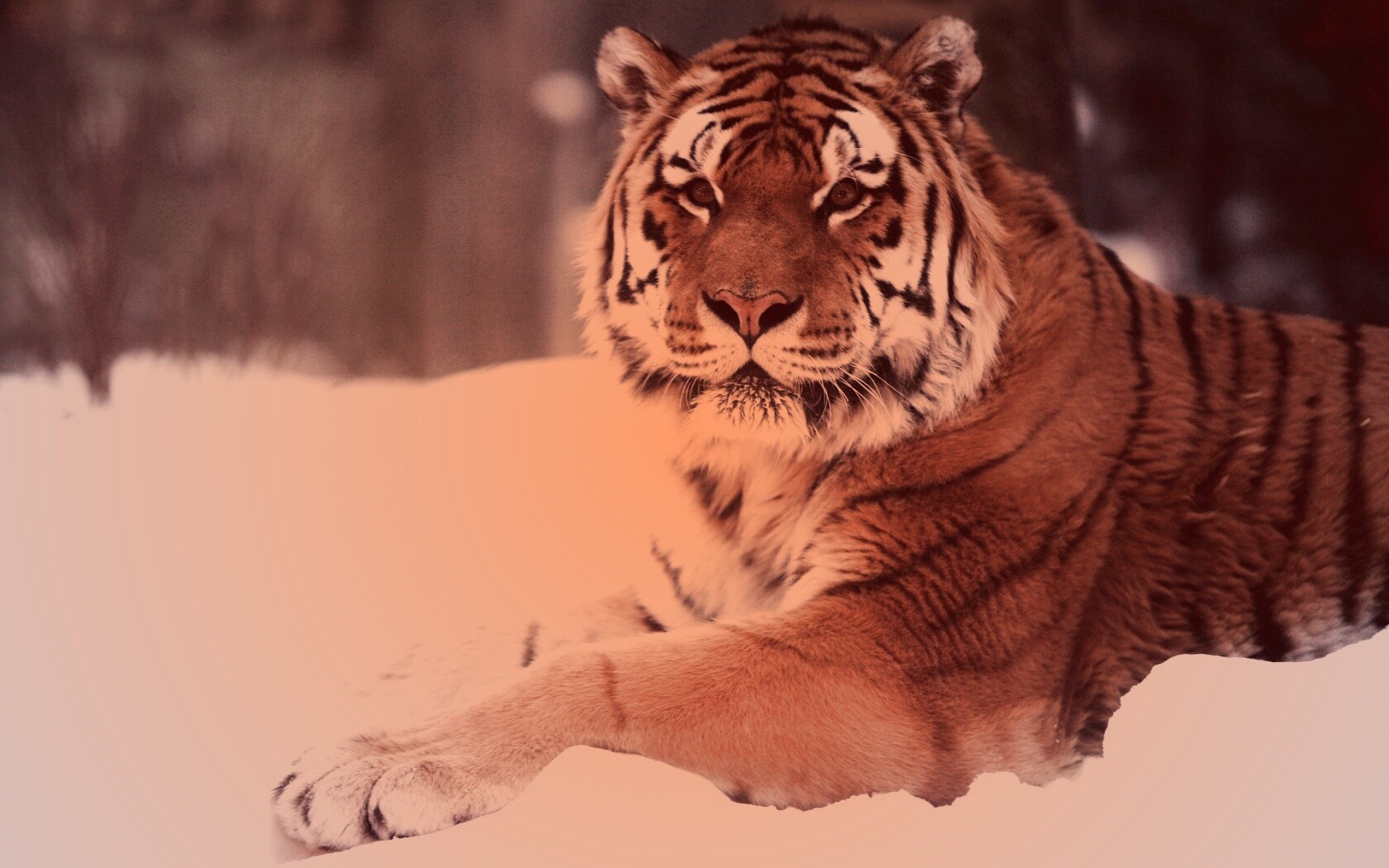Тигр в снегу обои