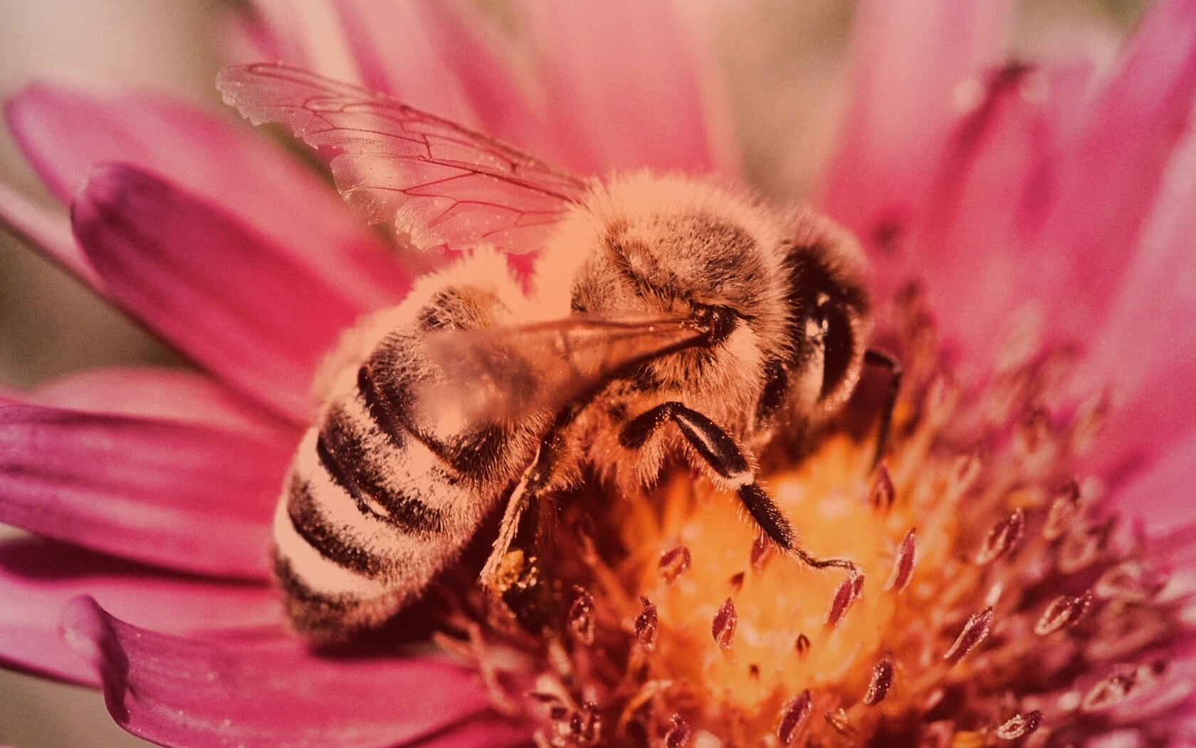 Пчела на цветке обои