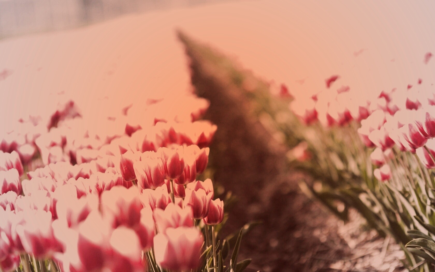 Тропинка в поле розовых тюльпанов обои