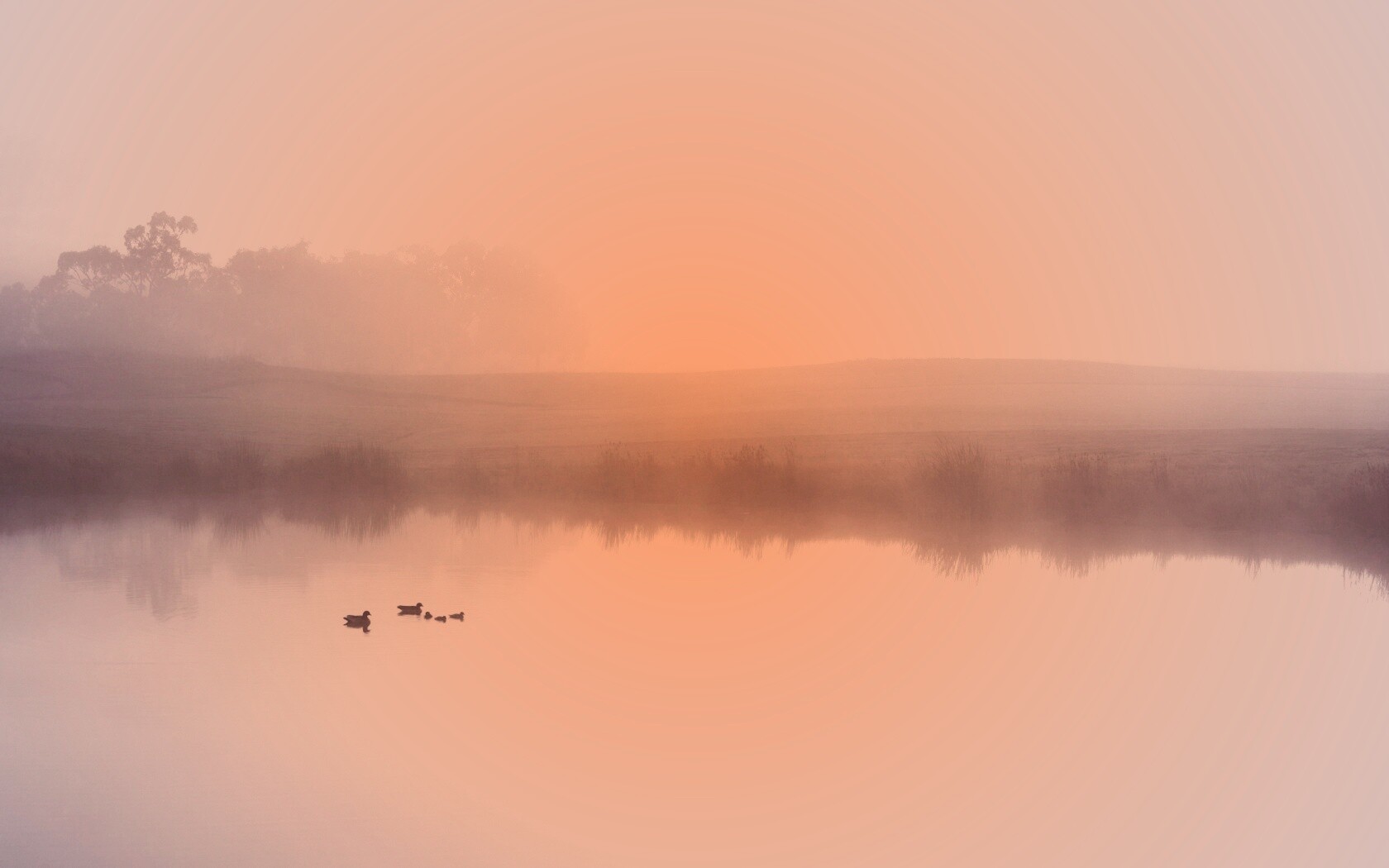 Ducks on a Misty Pond обои