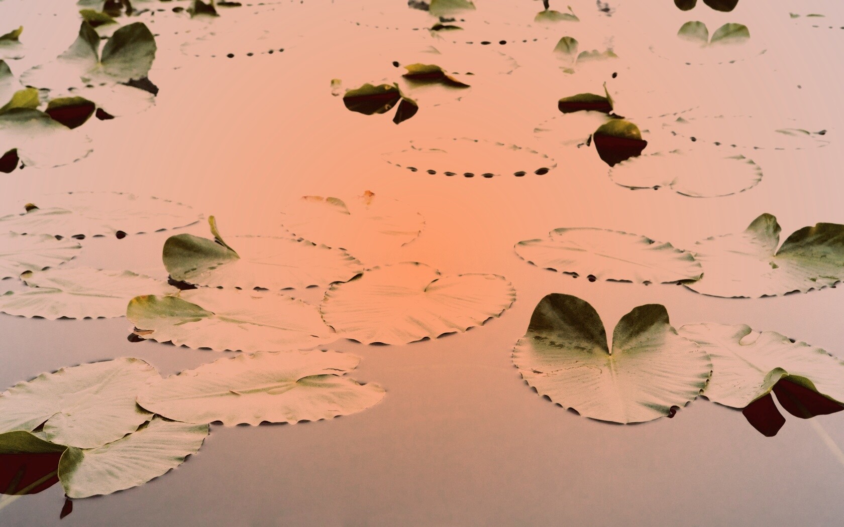 Плавающие листья обои