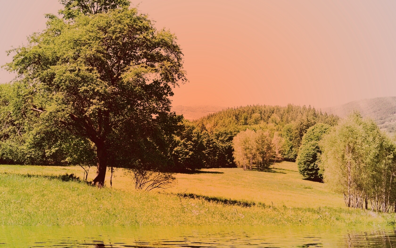 Дерево у воды обои