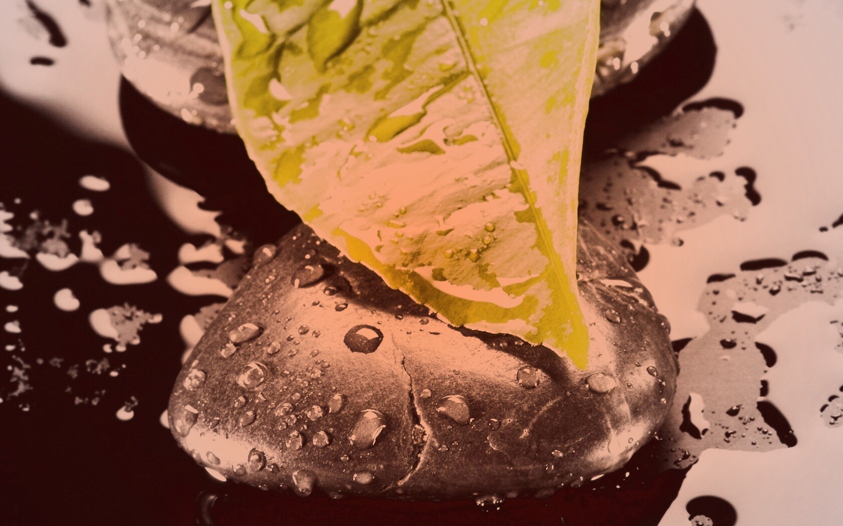 Зеленый лист на черных камнях обои