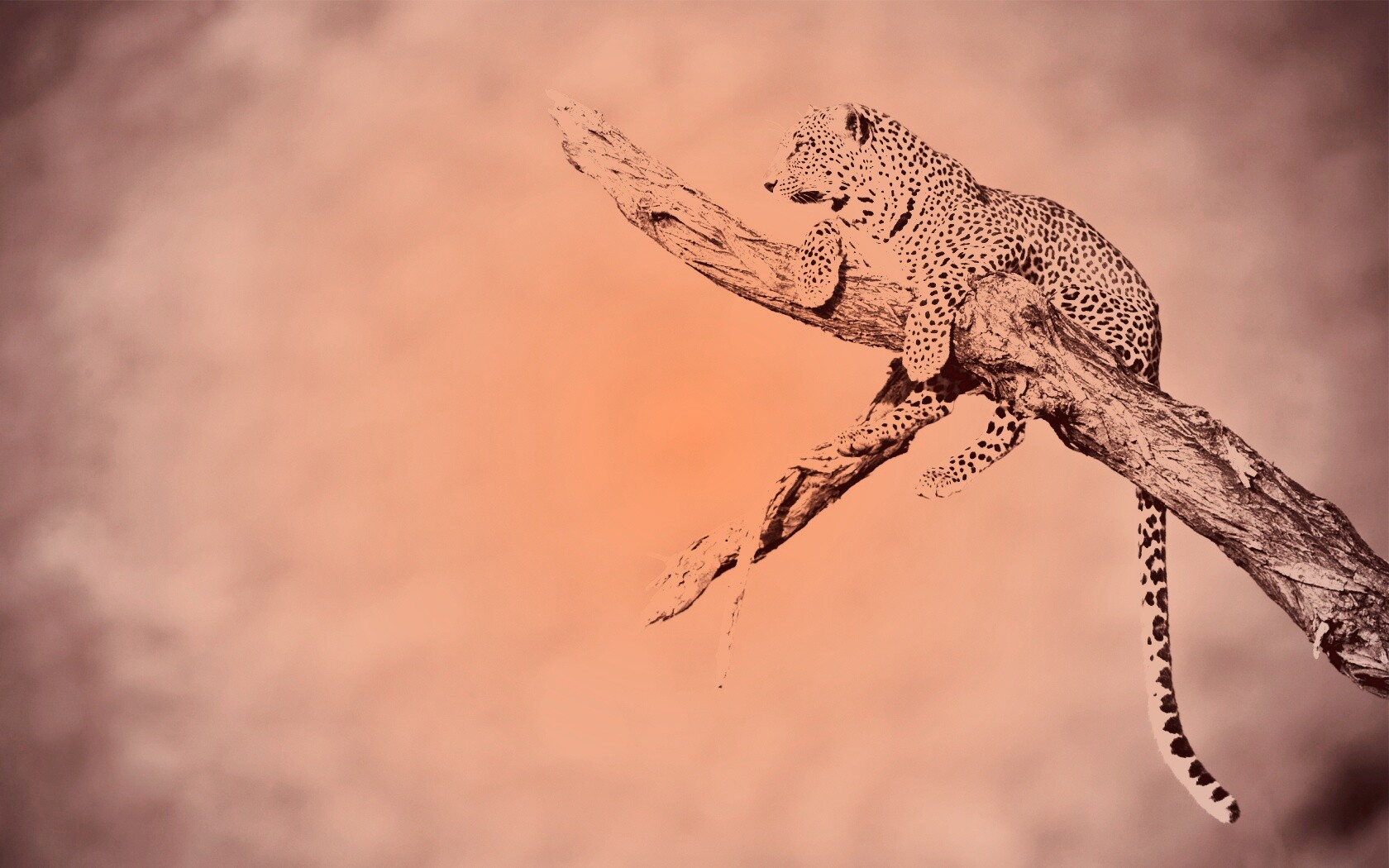 Ягуар на дереве обои