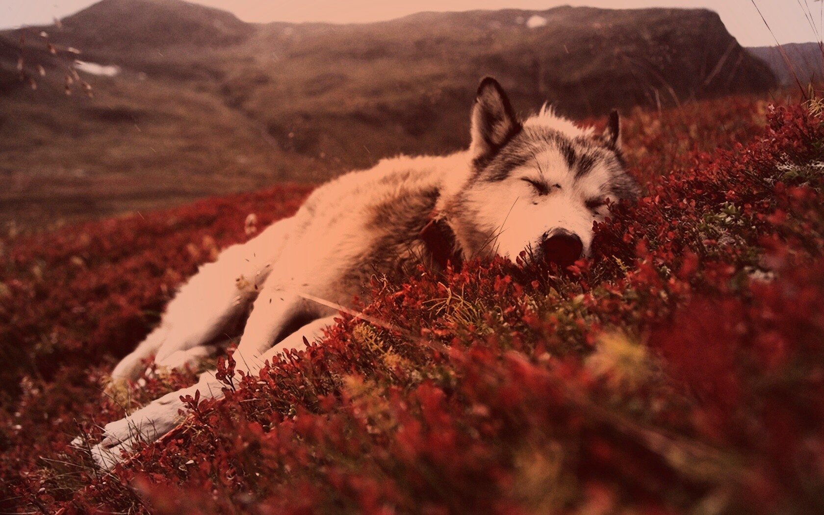 Лапа в цветах обои