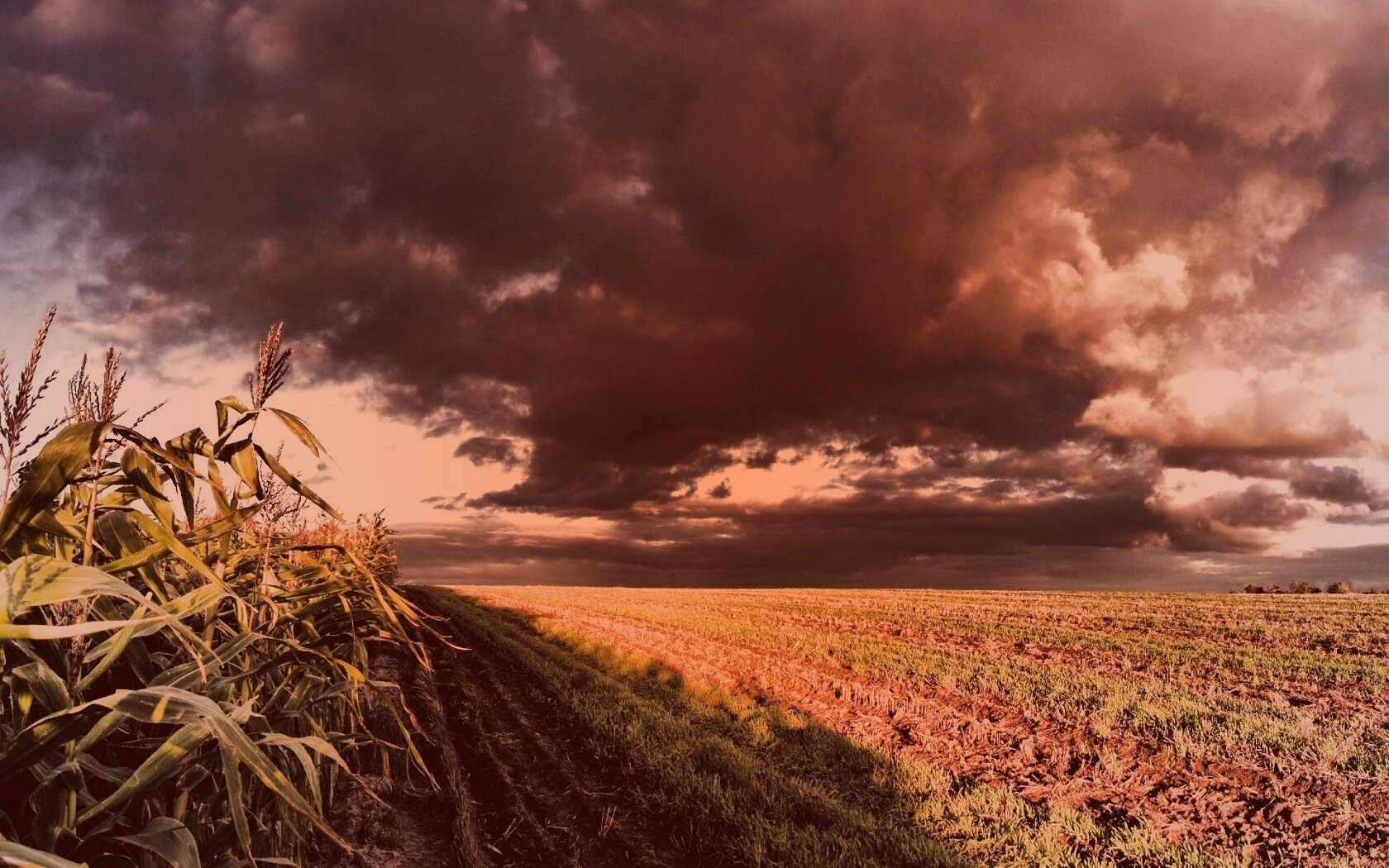Кукурузное поле обои