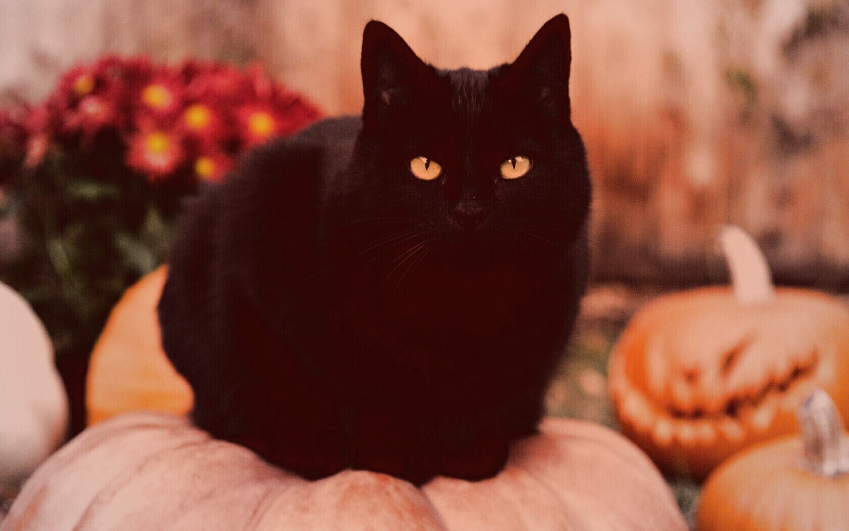 Чёрный кот на тыкве обои