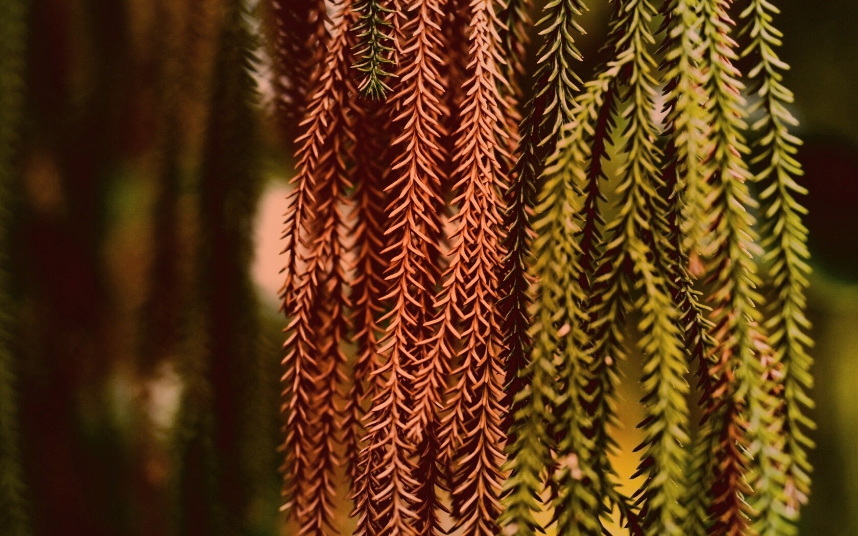 Зеленые колючки обои