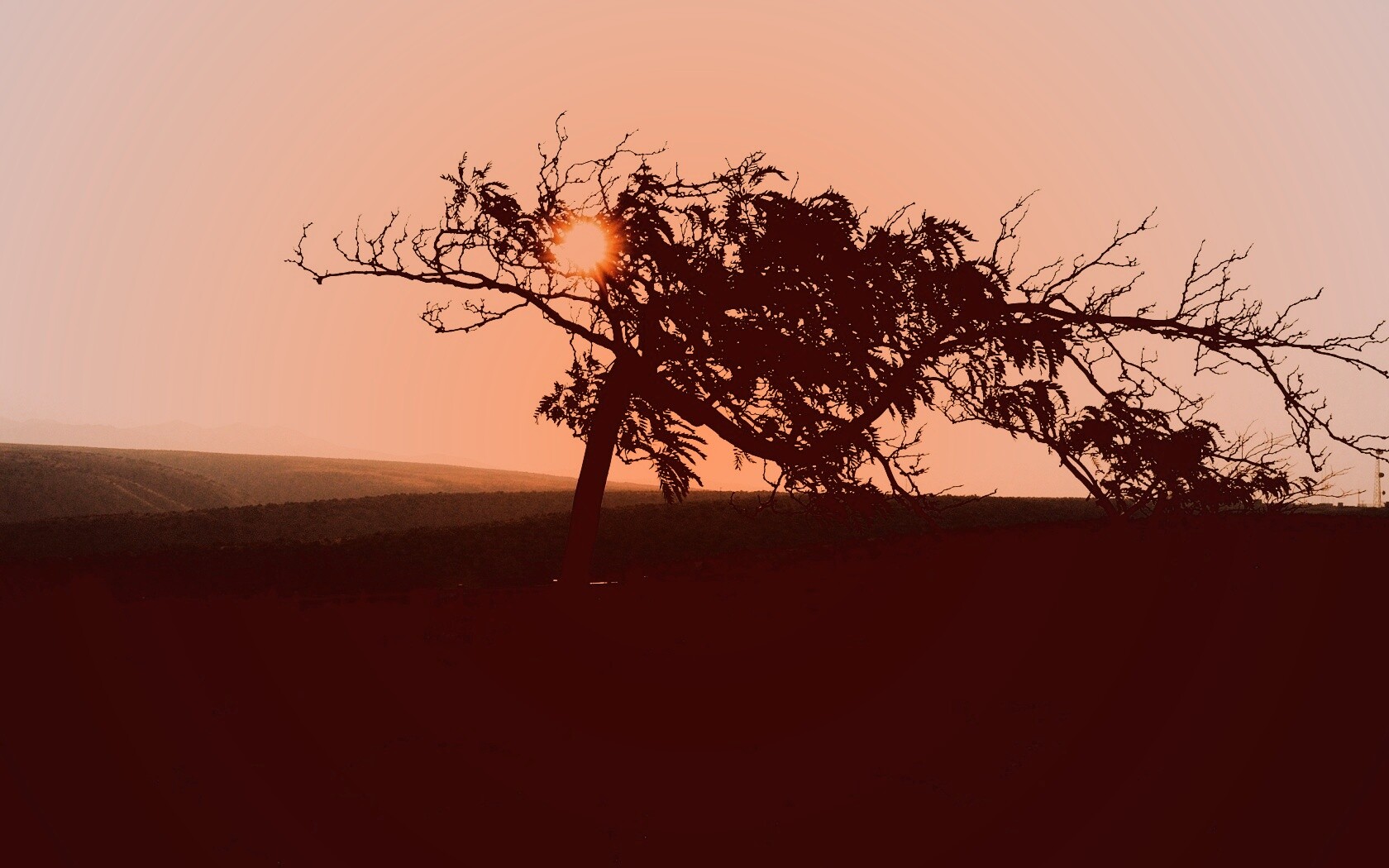 Дерево на закате обои