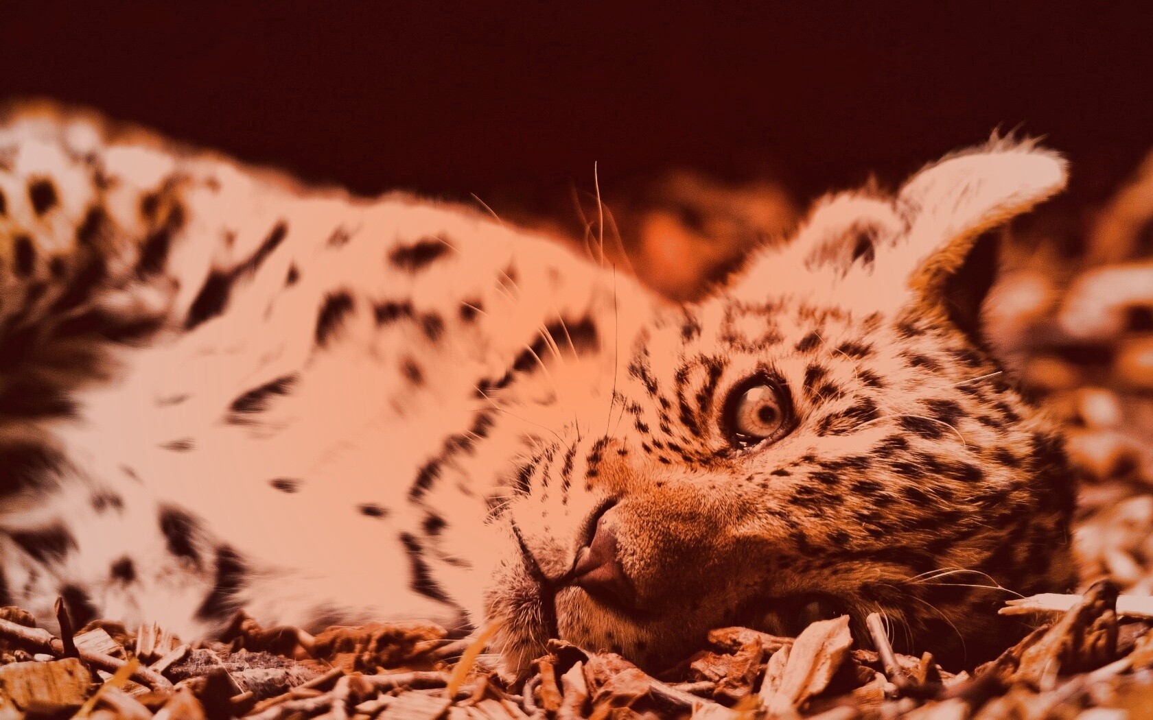 Гепард котенок обои