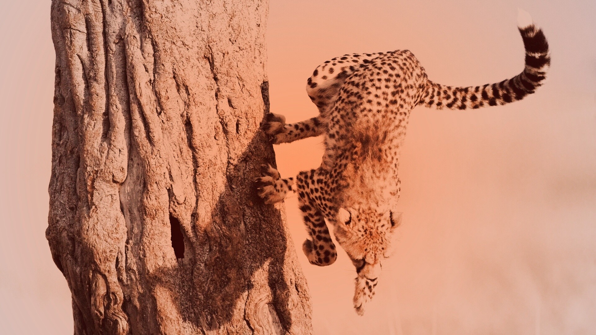 Скалолаз обои