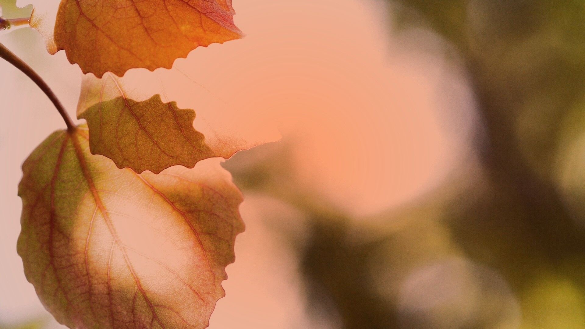 Макро фото осенней листвы обои