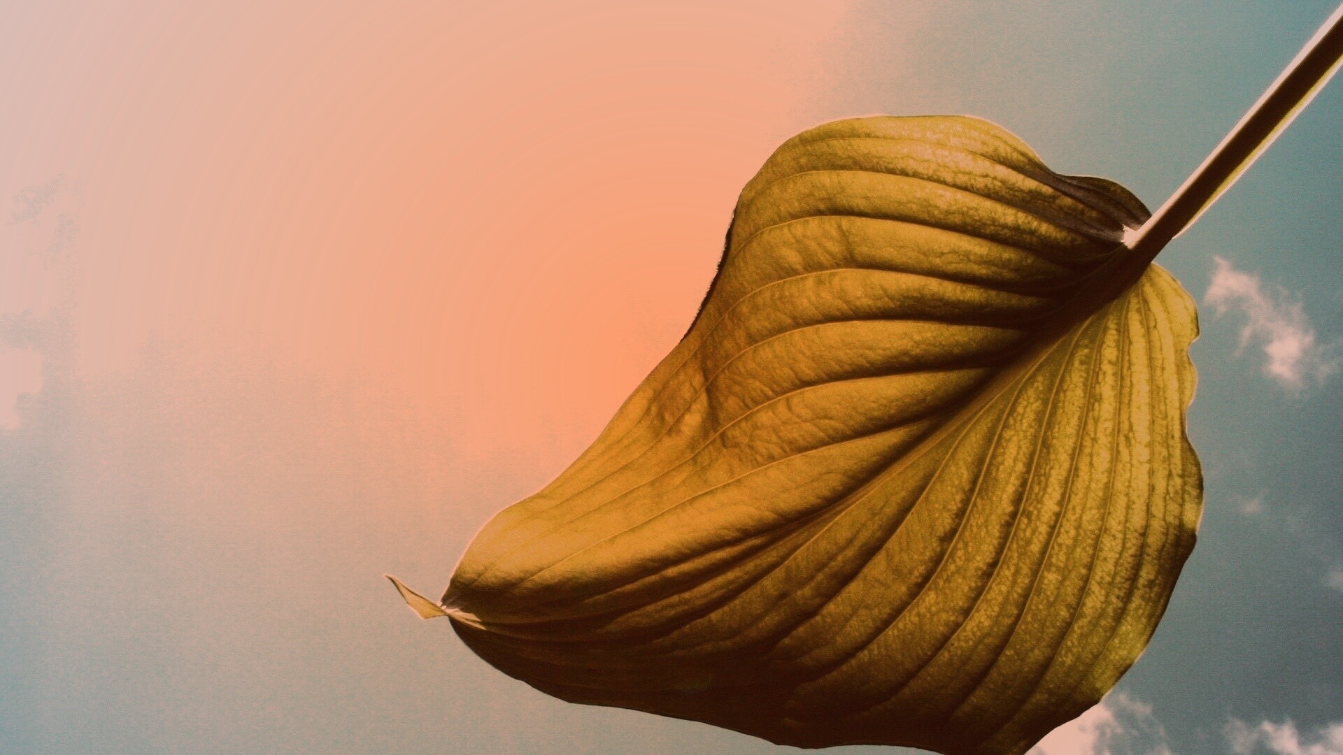 Листик тянется к солнцу обои