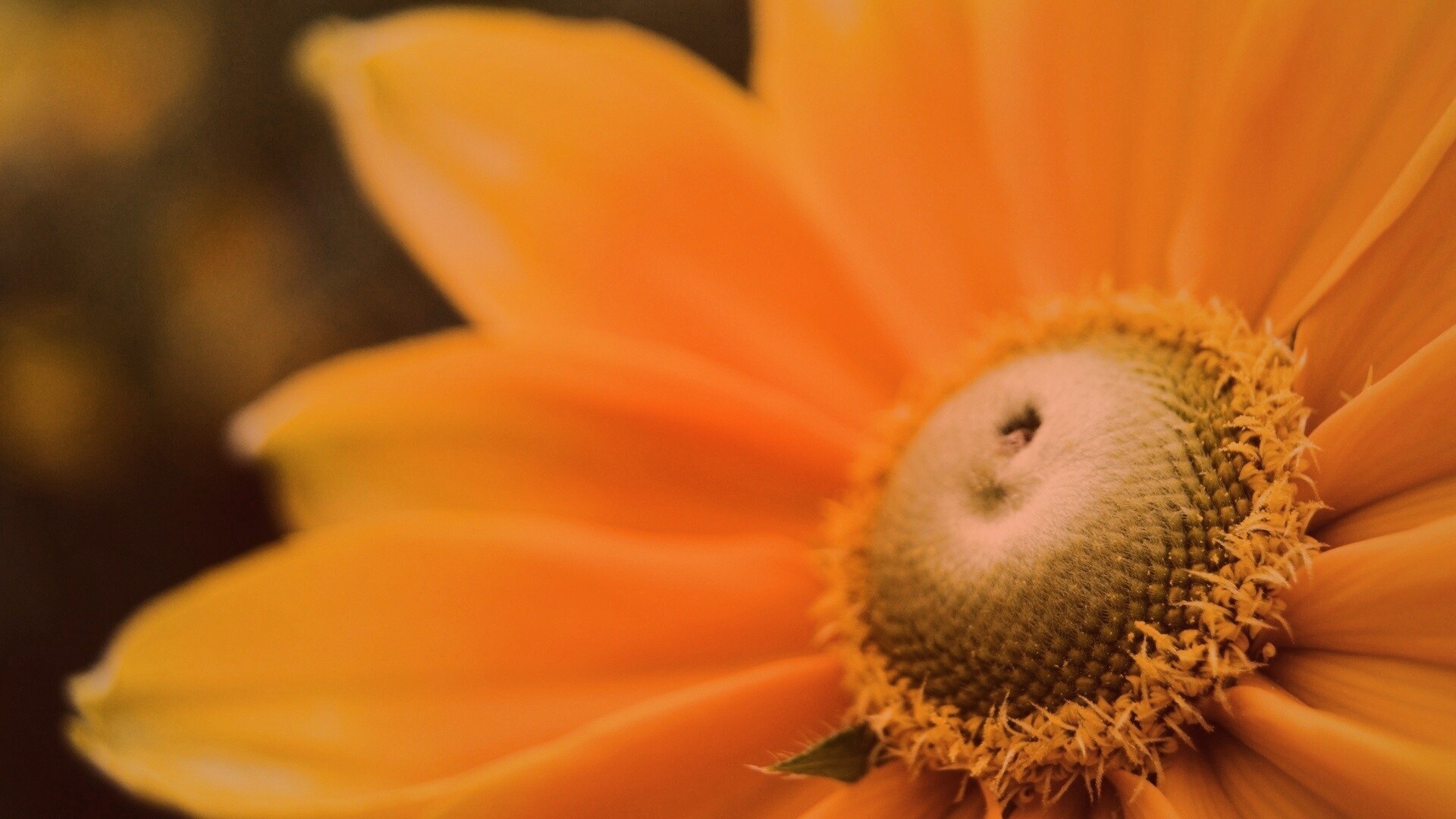 Недозрелый цветок подсолнечника обои