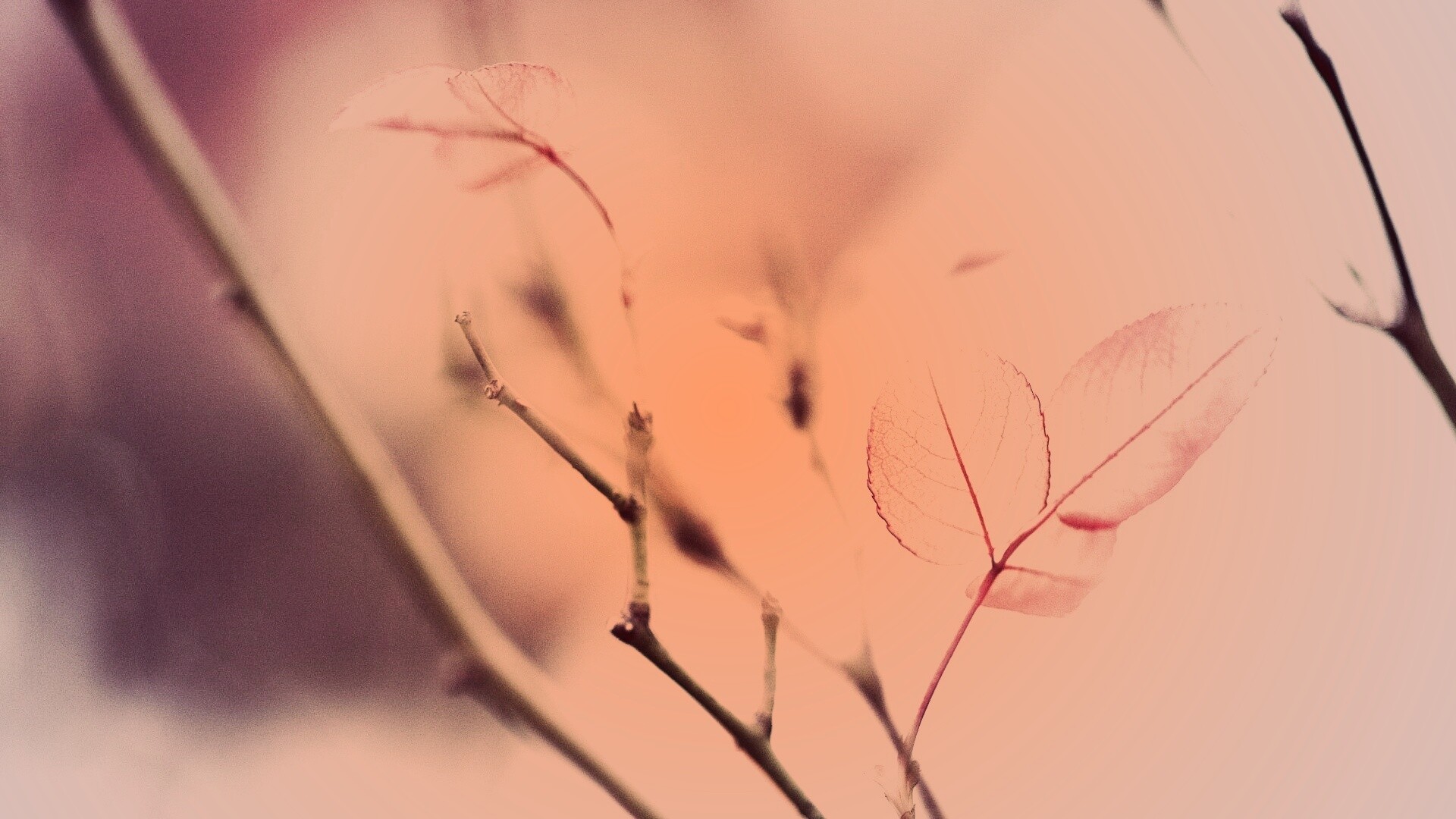 Красные листики обои