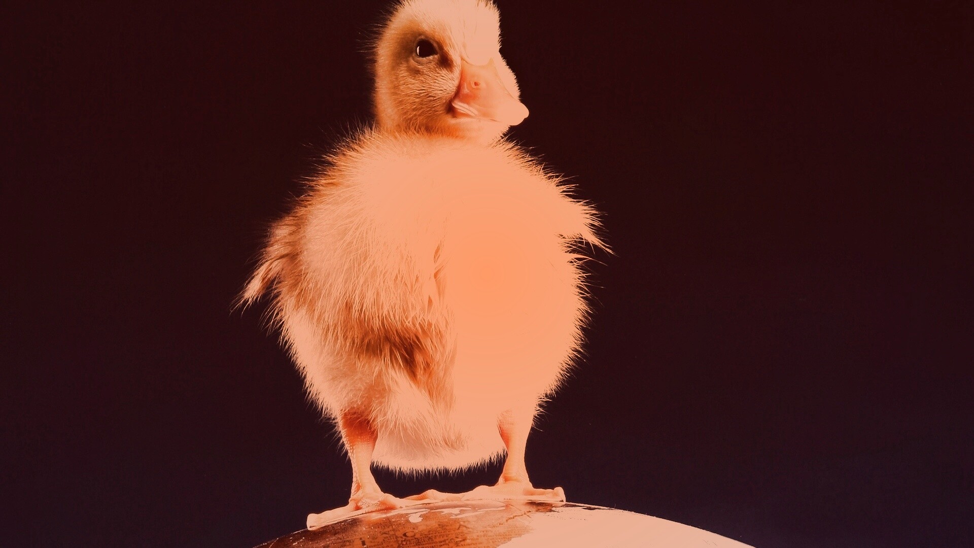 Утёнок на глобусе обои