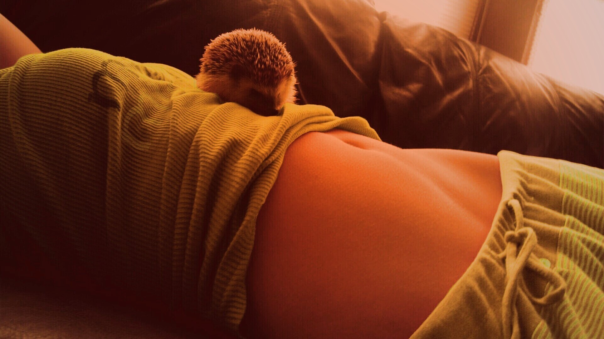 Девушка и ёжик обои