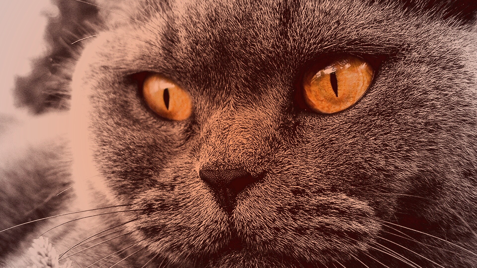 Кот с оранжевыми глазами обои