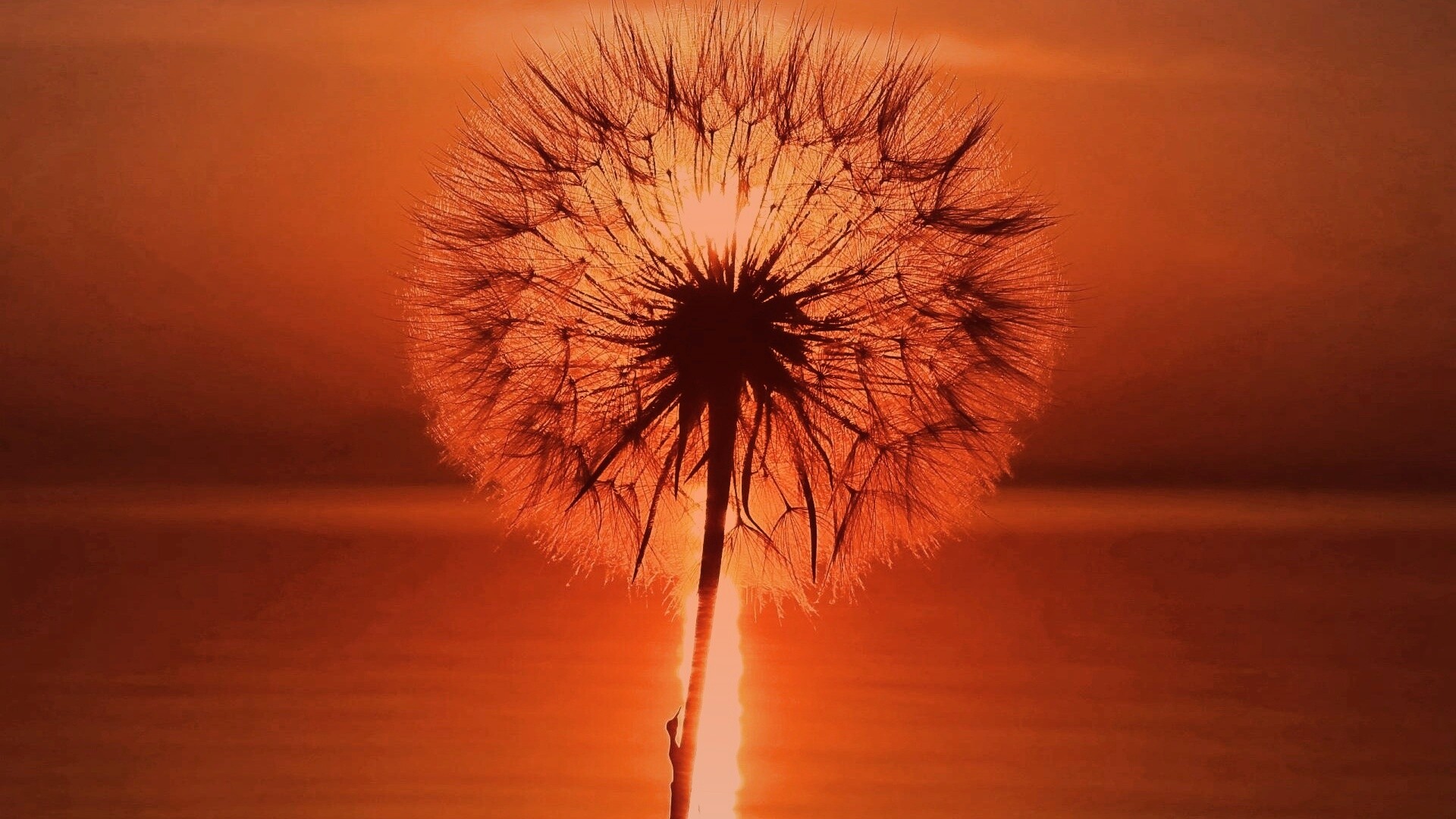 Одуванчик на закател обои