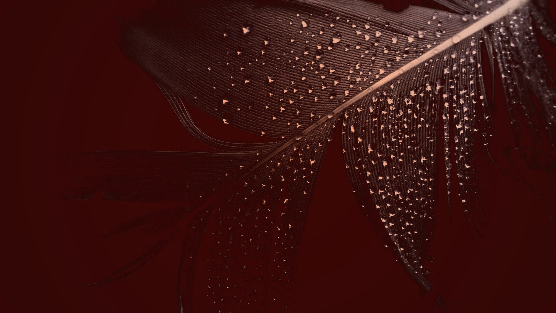 Капли на черном пере обои