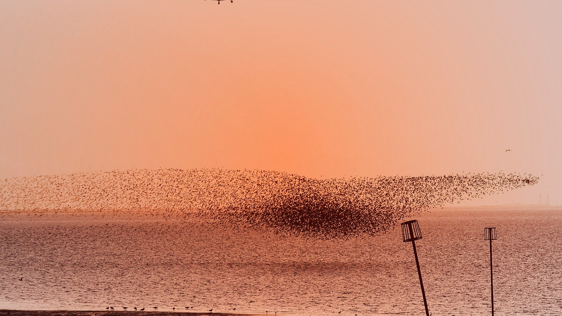 Взлетающая стая птиц обои