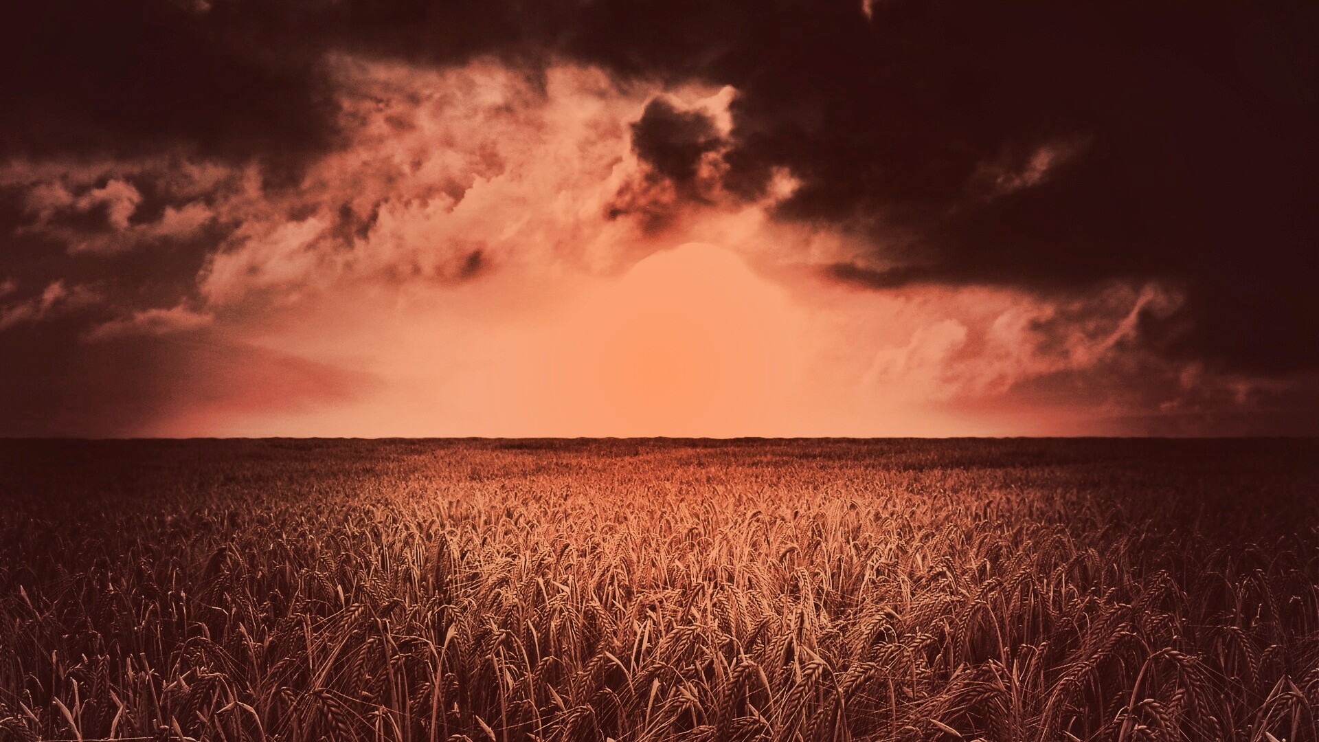 Закат над пшеничным полем обои