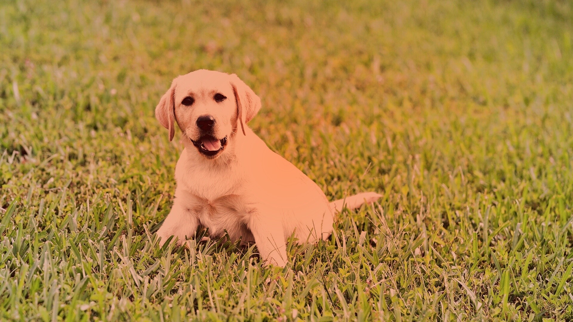 Щенок лабрадора в траве обои