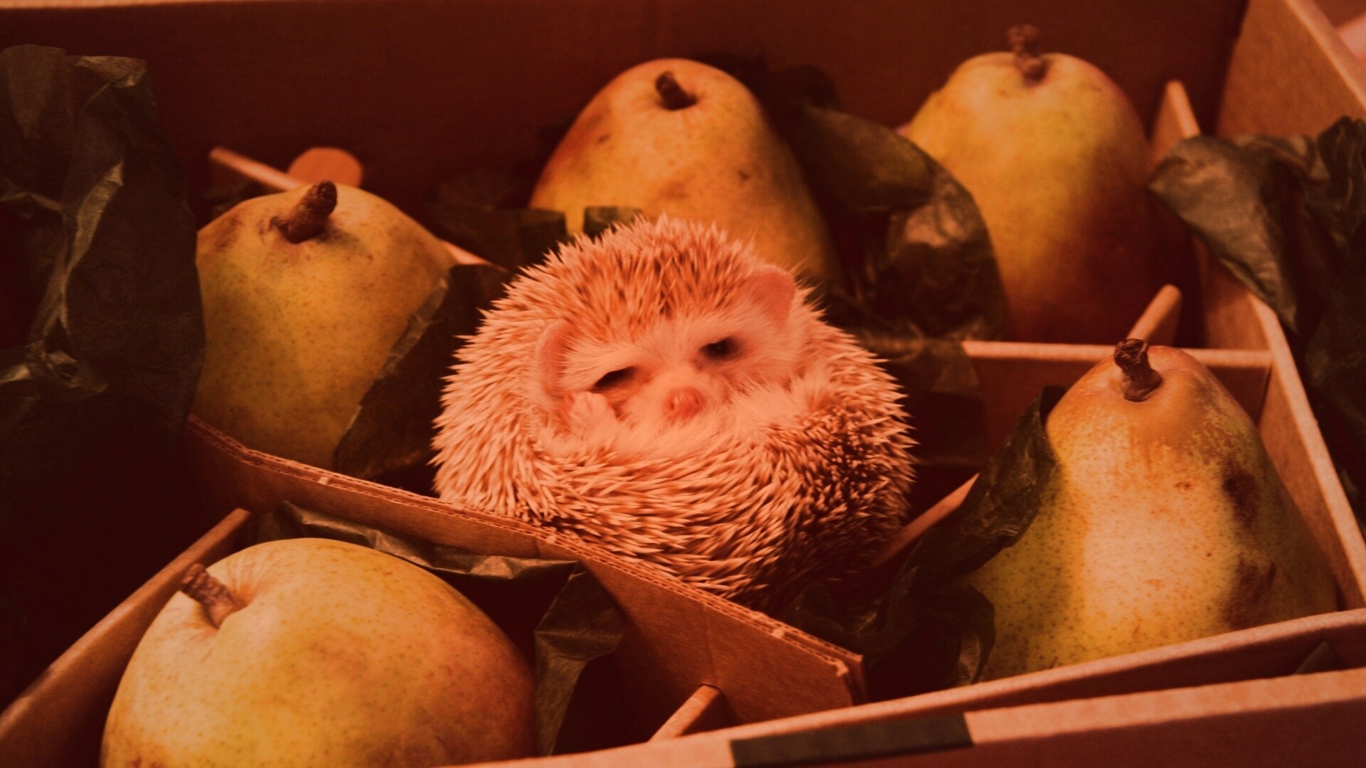 Ёжик в грушах обои