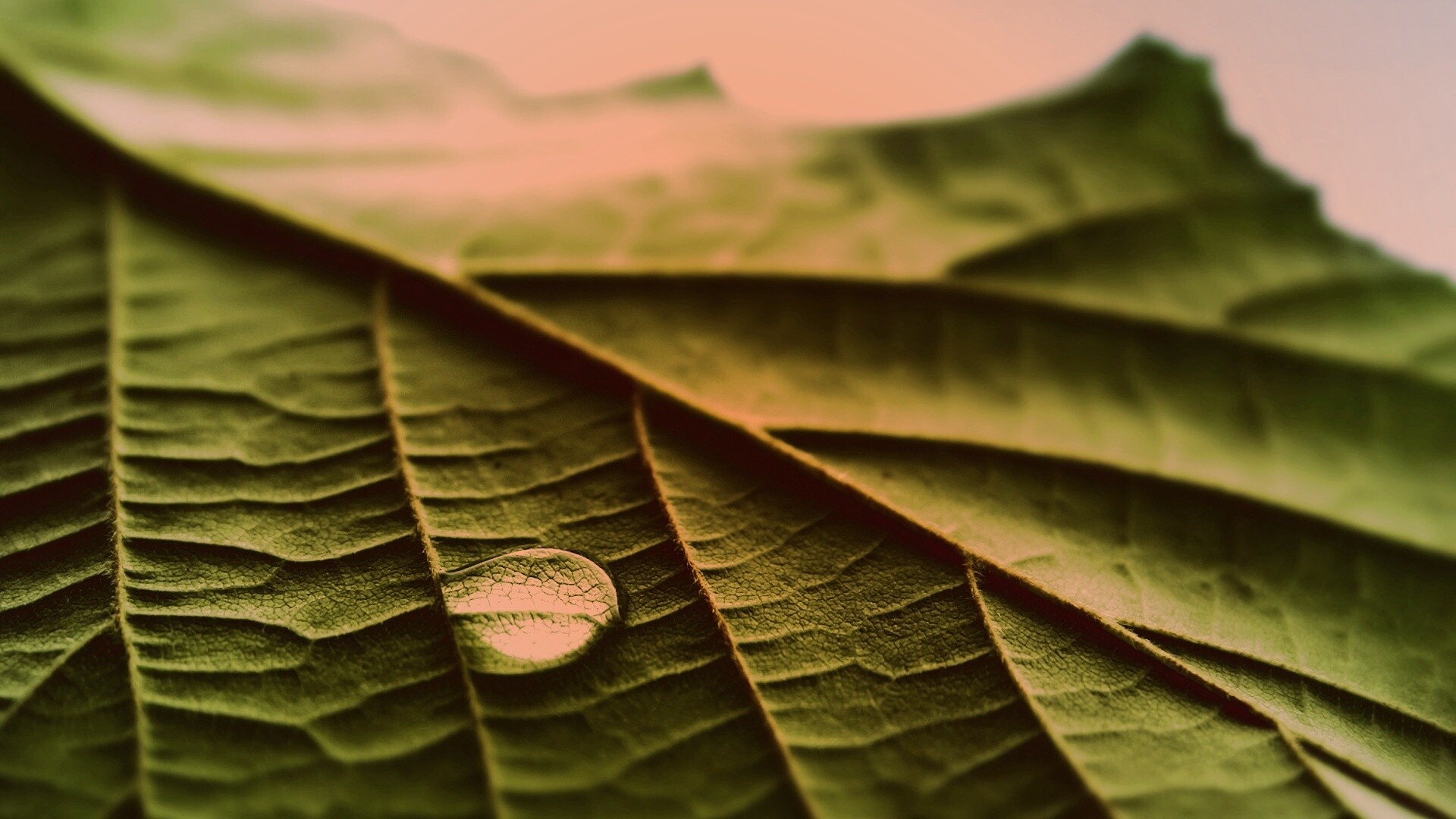 Капля на листе обои