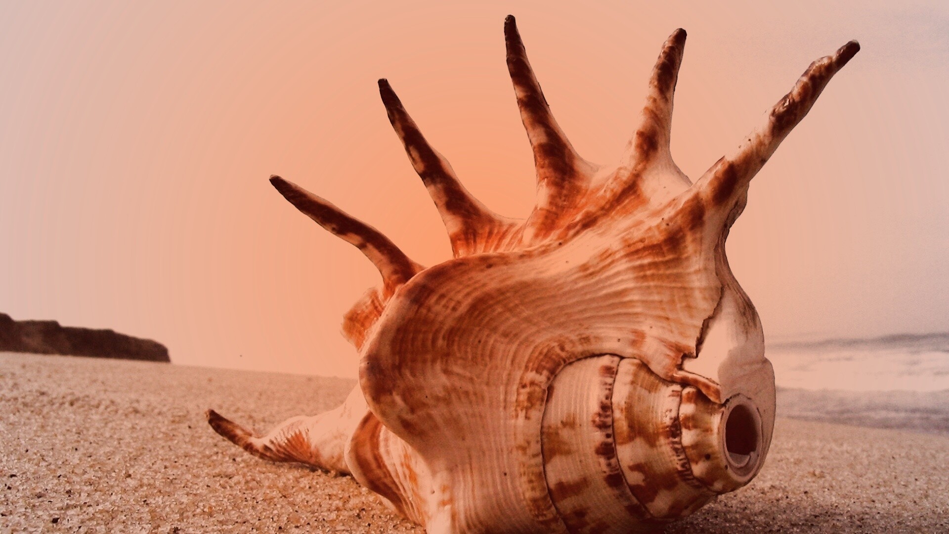 Раковина с гребнем обои